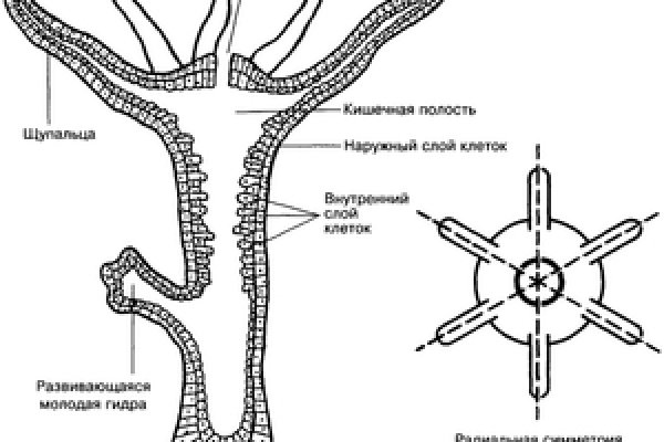 Kraken darknet ссылка тор